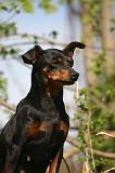 PINSCHER NAIN 142